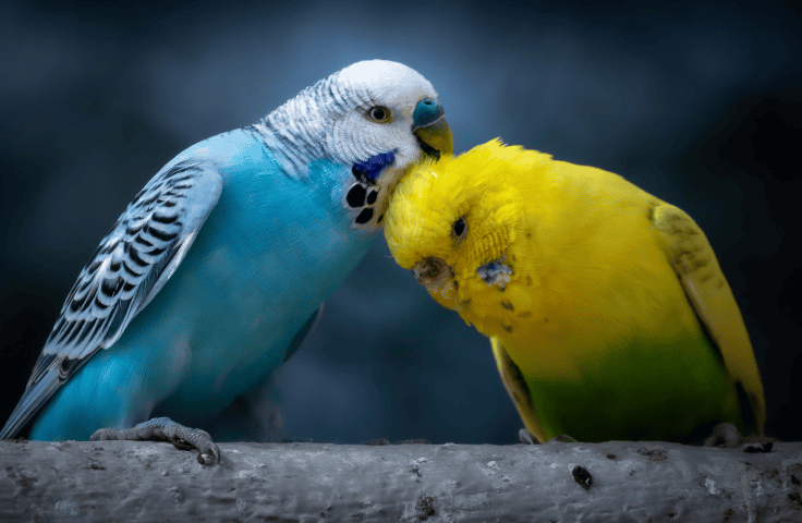  Is it normal for the budgie to always sleep?