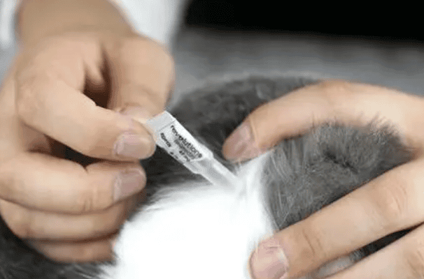 How often is appropriate for external deworming of cats