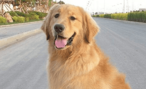 How much weight can a golden retriever grow? How long can a golden retriever live?