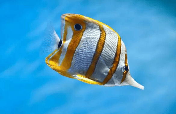 Basic knowledge of tropical fish breeding