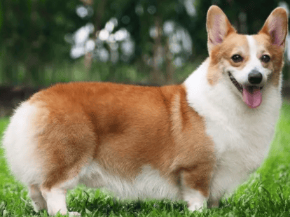 Corgis deserve the most beatings