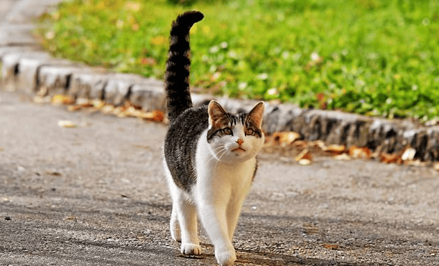 What does it mean when a cat puts its tail up