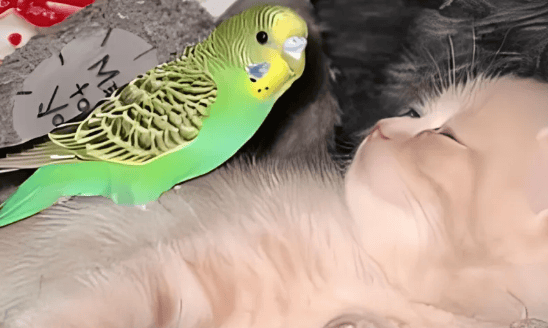 Parrot Tips 2: Is it dangerous to keep parrots with cats and dogs? 