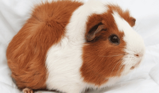 Common diseases and symptoms of guinea pigs 4 (loss of appetite and flatulence)