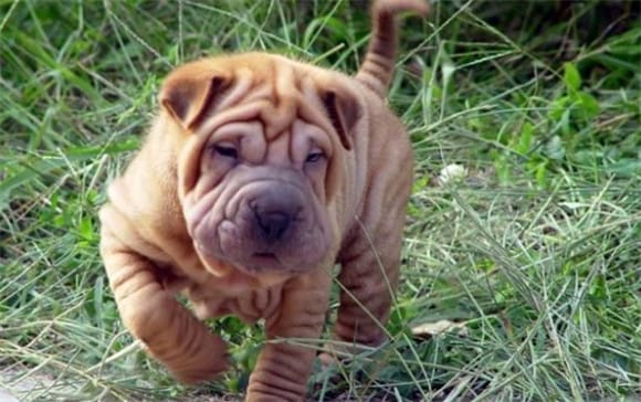 Shar-Pei What is a dog?