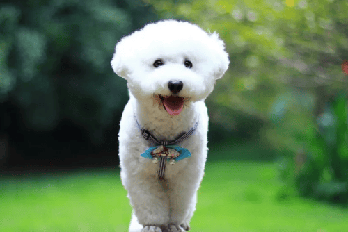 The behavior that makes Bichon 