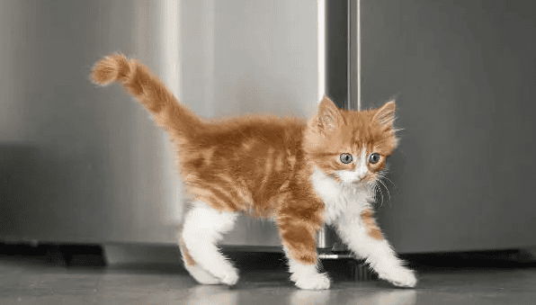 What does it mean when a cat flicks its tail? 