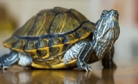  Reveal the four Feng Shui taboos of keeping turtles at home to avoid evil things happening! 