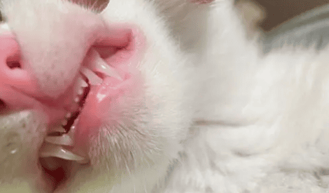 How many times does a cat change its teeth in its life