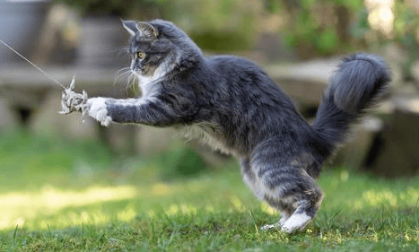 Cat Suddenly become excited and run around