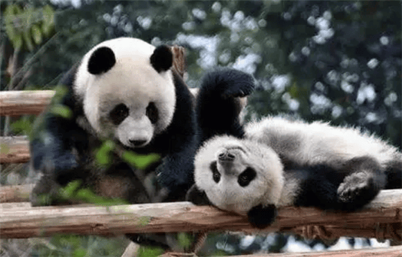 Giant Panda: China's National Treasure and World's Miracle