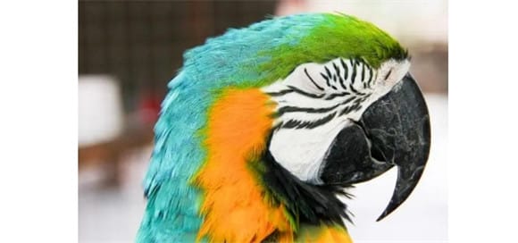 Please remember the items that are harmful to the health of parrots!