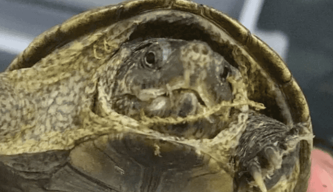 If Egg Turtle plummets, how many newcomers will be killed?