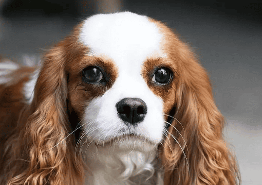 How much does a King Charles Spaniel cost? It is active and has a fearless spirit