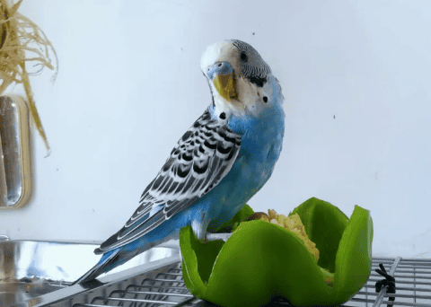 Novice bird keepers, how to choose a parrot that suits you, you must know these points! /p><p>Advantages:</p><p>Rich colors: Budgies have a variety of colors, which are colorful and of great ornamental value. </p><p>Small size: They are small and suitable for keeping at home and do not take up much space. </p><p>Cheap price: Compared with other parrot species, budgies are more affordable and suitable for bird keepers with limited budgets. </p><p>Disadvantages:</p><p>Mediocre feel: Due to its small size, it may lack the comfort of a large parrot when petting it. </p><p>Low IQ: Budgies have a relatively low IQ and may not be as smart as other species. </p><p>Loud noise: Sometimes budgerigars will make loud calls, which may affect the rest of family members. </p><p>Peony Parrot</p><p>Advantages:</p><p>Bright colors: The feathers of Peony Parrot are brightly colored and very attractive. </p><p>Highly affectionate: They are very clingy, like to interact with their owners, and can easily build deep relationships. </p><p>Higher IQ: Peony parrots have relatively high IQs and can learn some simple skills. </p><p>Disadvantages:</p><p>Unstable temper: Sometimes peony parrots can become irritable and may be aggressive. </p><p>Cannot speak: In contrast to some other parrot species, peony parrots do not imitate human speech. </p><p>Cockatiel</p><p style=