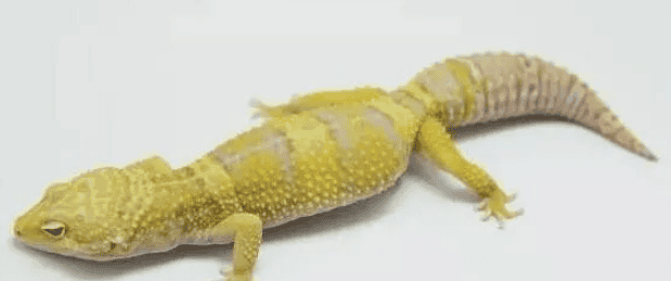 Leopard Introduction to Albino Stained Gecko Strain