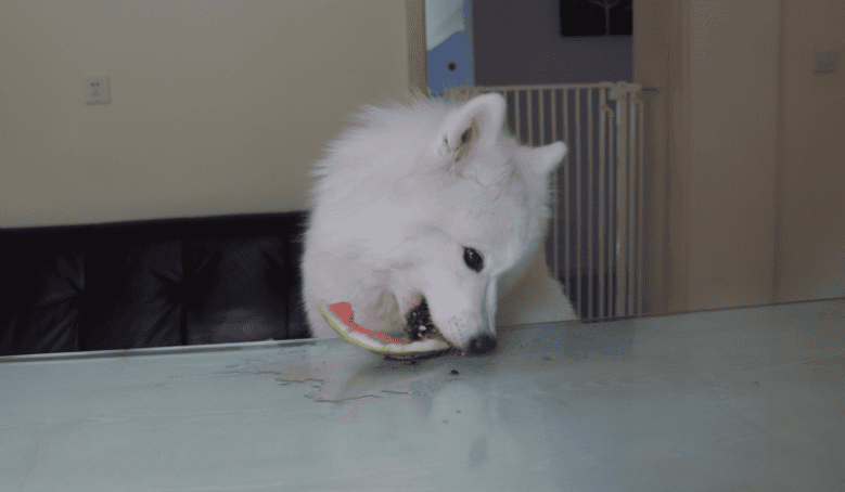 Dogs Can you eat watermelon rind?