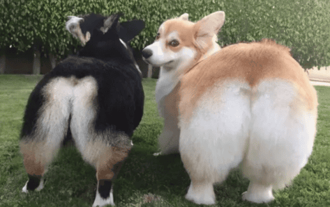 Black Which one looks better, the Corgi or the Yellow Corgi?