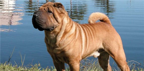  Which one is more expensive, a Shar-Pei or a French Bulldog?