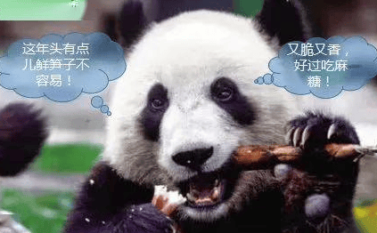 Why do red pandas eat bamboo?