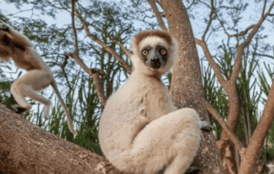 What animals do lemurs eat