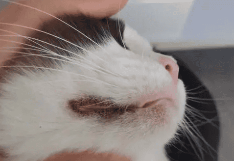 My cat has a black chin, what should I do if my cat has a black chin?