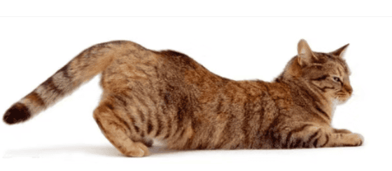 Popular science | Cats in estrus and why it is not recommended to pet cats