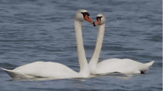  The mute swan egg, a national second-level protected wild animal, was stolen! 