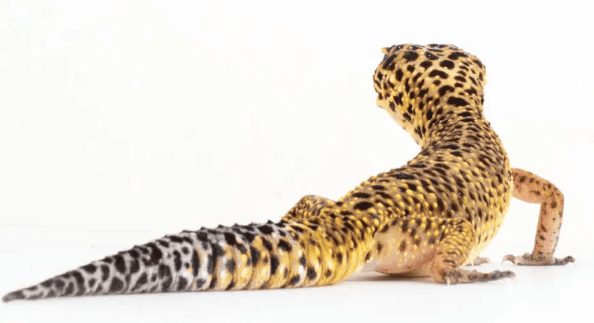 The mystery of the color change of leopard gecko larvae