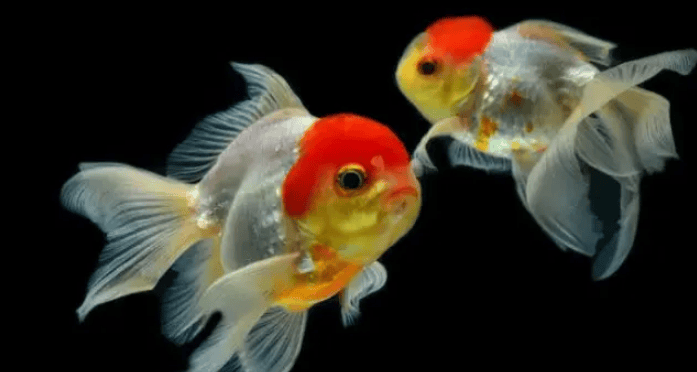 Goldfish quickly How to grow up