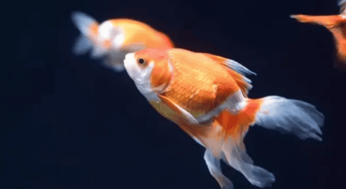 How to grow goldfish quickly