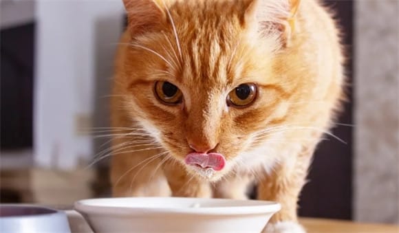 Diet for cats with kidney disease Note