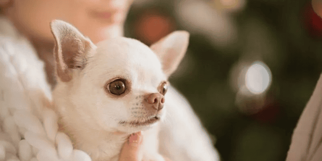 How to raise a Chihuahua and what food to feed?