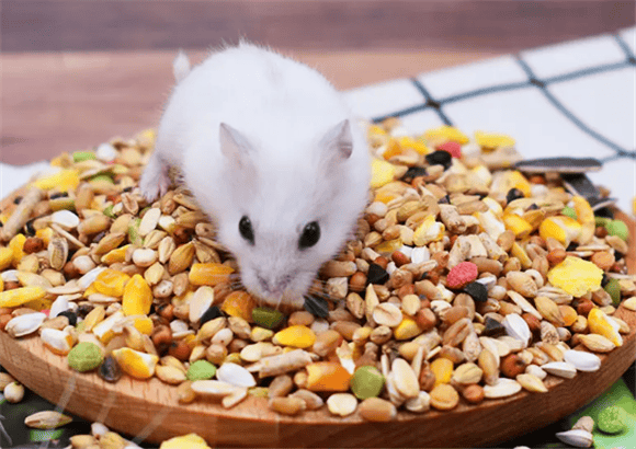 The secret of hamster diet: What do these little guys like to eat? 