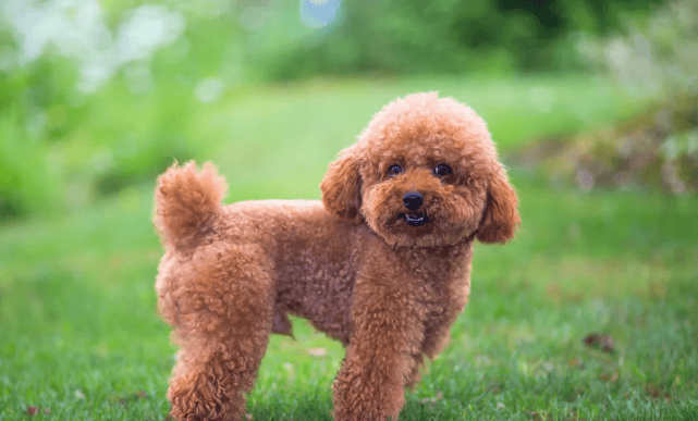 The 5 most spiritual dogs in the dog world. If you treat it well, it will remember it for a lifetime! /p><p>top5: Teddy dog</p><p>Life span: 10~16 years</p><p>Teddy’s IQ ranks second in the dog world. It is a very smart dog. Only those who have experienced it can realize that it seems to be able to understand human speech, respond to calls, and quickly understand what you mean no matter what you ask it to do. </p><p>Teddy is also very observant and can understand the emotions of its owner. When you are depressed, he will come to comfort you and accompany you, making you feel that this dog is not in vain! </p><p>Notes on raising Teddy: The hair of Teddy is easy to fade, so when raising it, you can pay attention to hair care, take it to bask in the sun, and eat some kelp powder, which can improve the problem of hair fading! </p><p>top4: Akita Inu</p><p>Lifespan: 10~15 years</p><p>Anyone who has seen the loyal dog Hachiko will definitely recognize Akita Inu, really It is a very loyal dog. If it recognizes you as its master, it will follow you for the rest of its life. No matter where you go, it will accompany you! </p><p>Akita dogs are very protective of their owners. They take the safety of their owners very seriously and are very wary of strangers. Therefore, if you meet an Akita dog on the road, don’t 