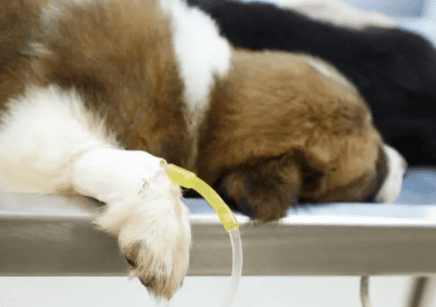 Dogs What are the symptoms of high blood sugar?