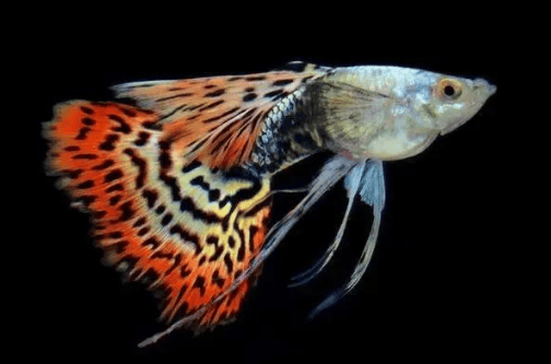 Guppies are being raised and reproduced Three common problems in raising and breeding guppies!