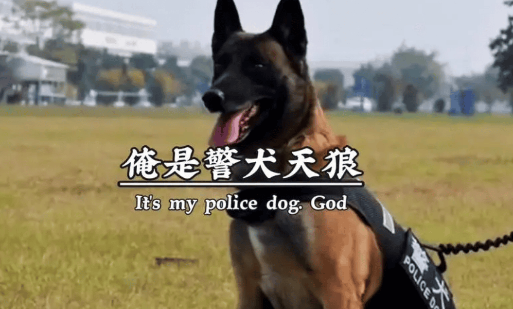 Police Dog Sirius First Class Meritorious Dog