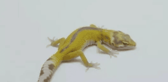 Leopard Introduction to the albino gecko strain 