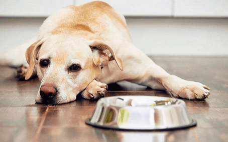 What to do if your dog is severely anemic and won't eat