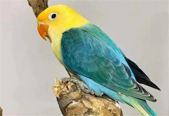 Fire Private breeding of golden silk peony parrots