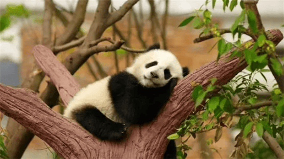 Giant Panda: National Treasure of China and Miracle of the World