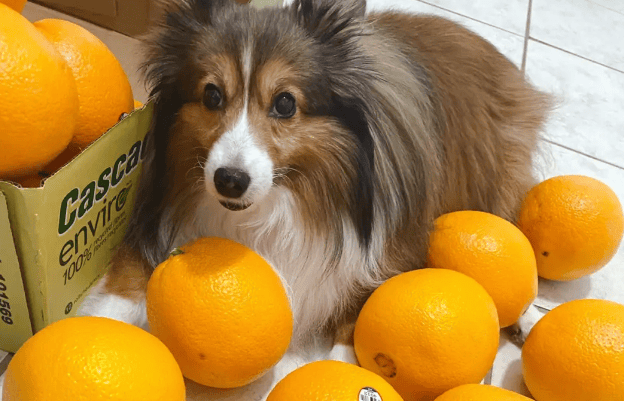 Can dogs eat oranges