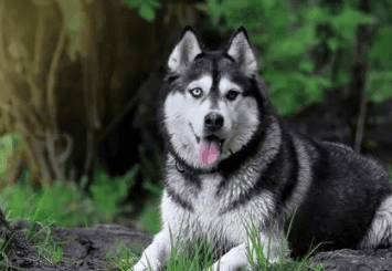 How many babies can a Husky give birth to after 4 times