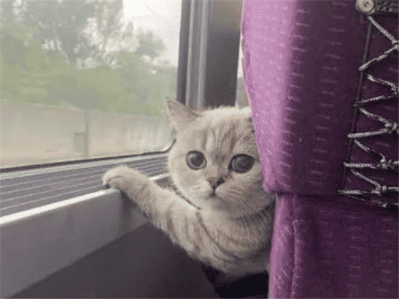 Can cats ride High-speed rail?