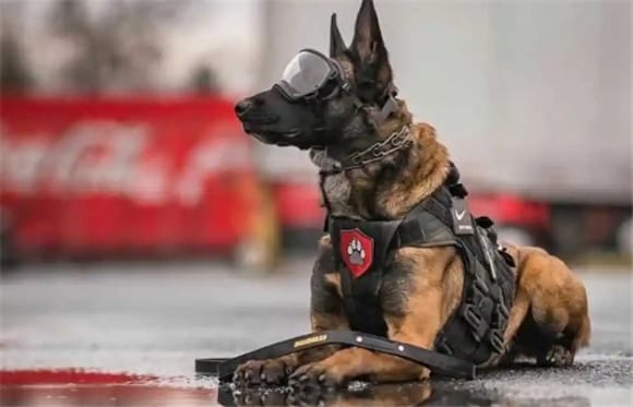 A touching story of a military dog ​​saving a life