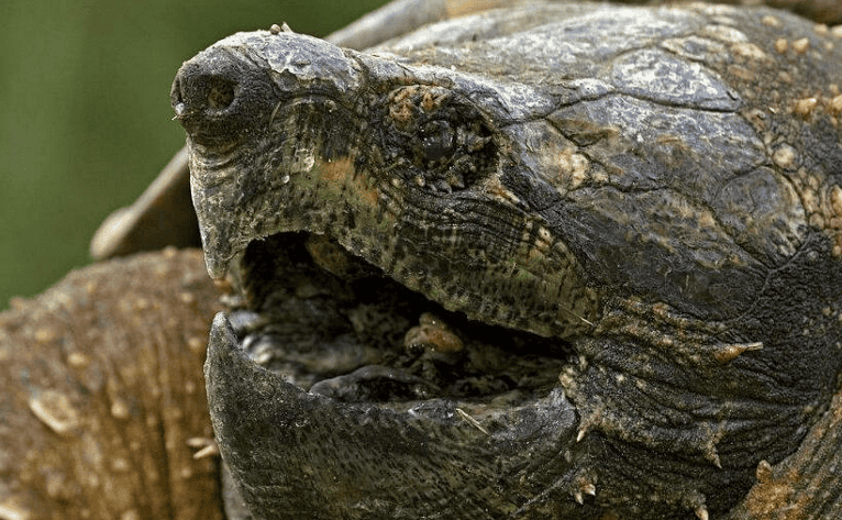 Do you know what level of protected animals the alligator turtle belongs to? 