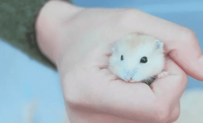  How can novices interact with hamsters safely? 