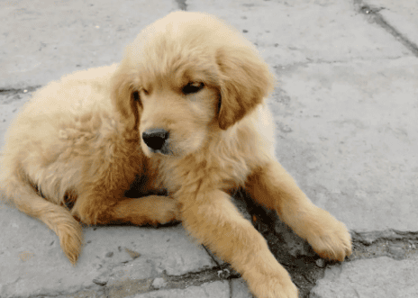 Three Pictures of four-month-old golden retrievers