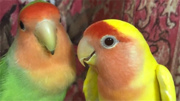 Can yellow peach parrots and peony parrots be kept together?